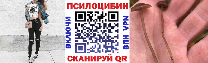 гидра как зайти Ельня Галлюциногенные грибы MAGIC MUSHROOMS